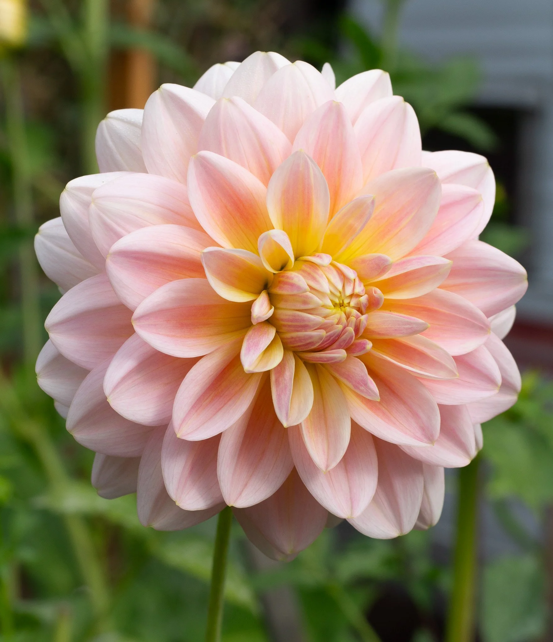 Dahlia : Sheer Heaven — ciderpress lane